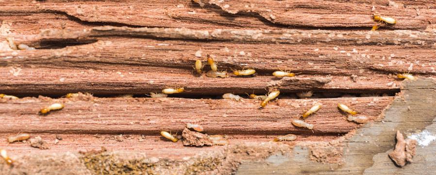 Ci sono solo circa 10 specie di termiti conosciute in Europa
