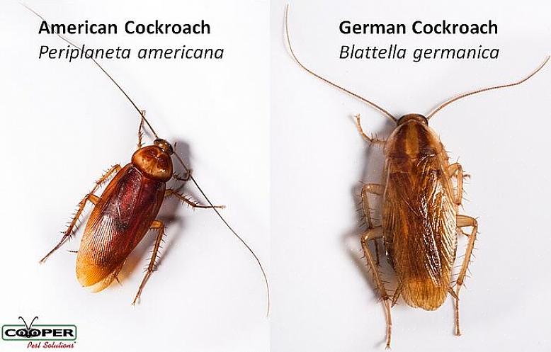 Lo scarafaggio tedesco è il più piccolo degli scarafaggi comuni