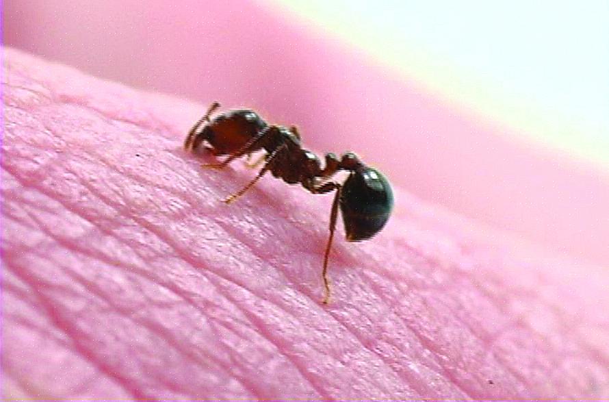 Le formiche del fuoco sono insetti molto aggressivi