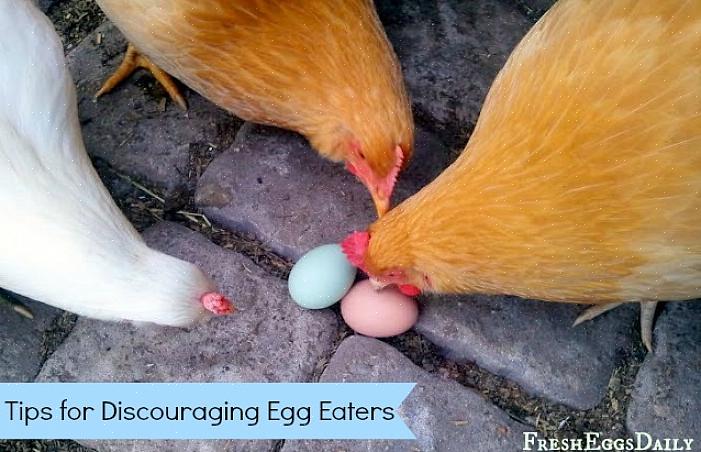 Praticare la prevenzione della rottura delle uova può essere tutto ciò che serve per impedire