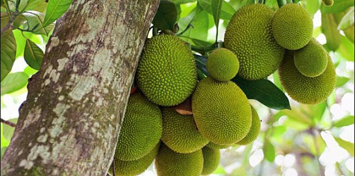 Possono essere necessari fino a 14 anni affinché gli alberi di jackfruit producano frutti