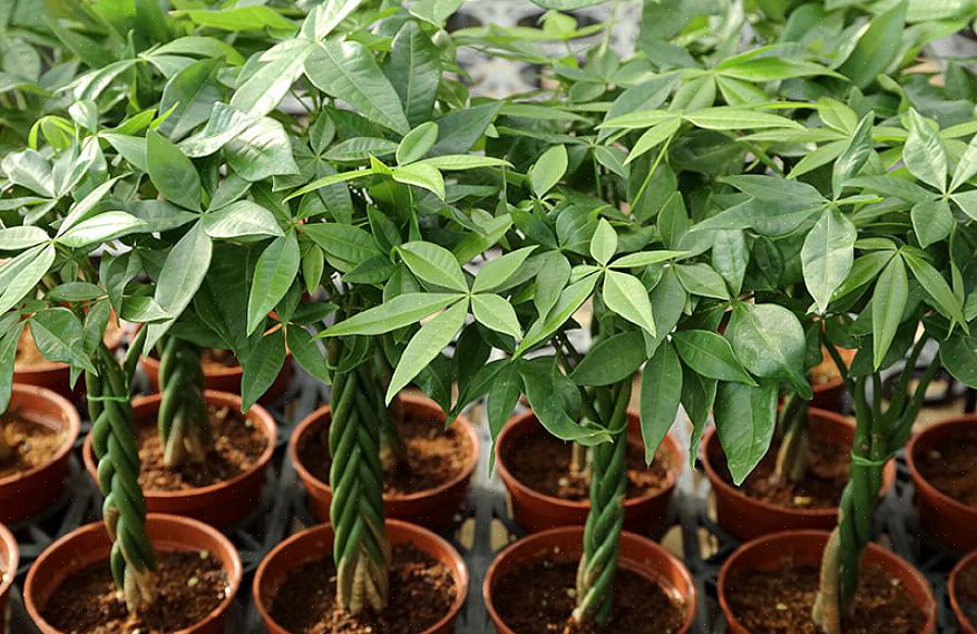 La chiave per coltivare il castagno della Guyana indoor è dargli la giusta quantità di luce