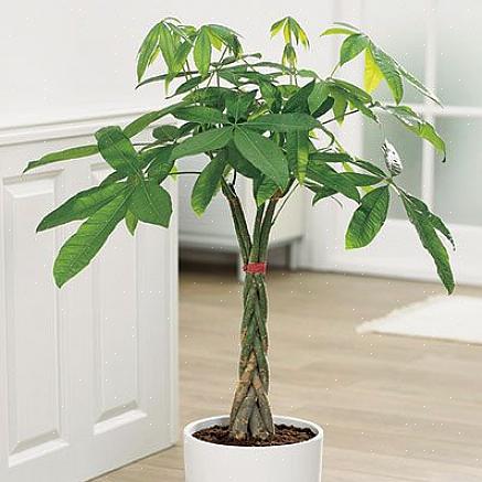 La castagna della Guiana è più comunemente venduta come una piccola pianta con un tronco intrecciato