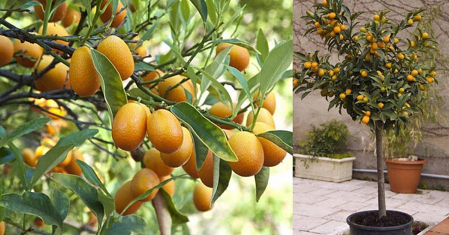 Il kumquat è uno strano frutto