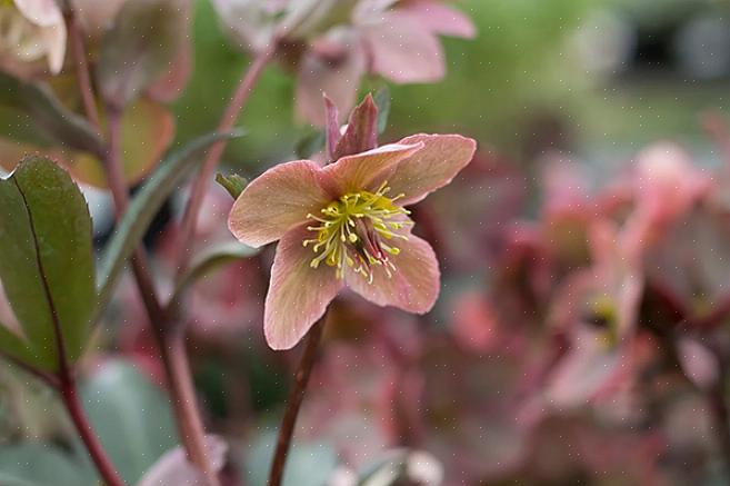 I fiori primaverili arrivano