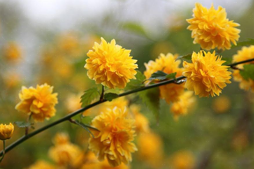La rosa giapponese (Kerria japonica) è un arbusto a fioritura decidua che porta fiori gialli in primavera
