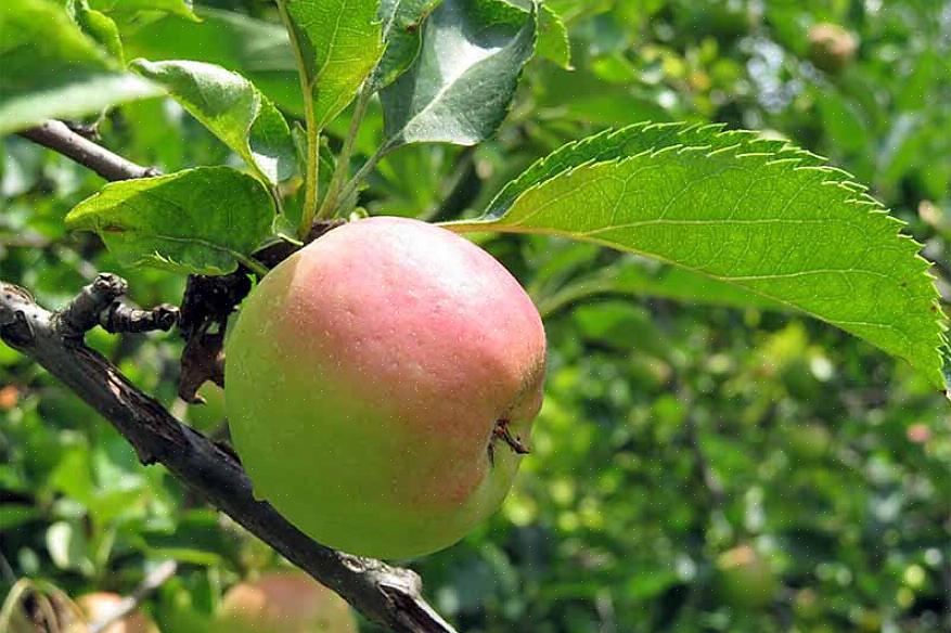 Assaggia i frutti delle varietà di meli che pensi di poter desiderare prima di impegnarti a piantare