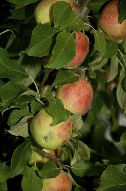 Il posto migliore per piantare alberi di mele è un'area con terreno ricco
