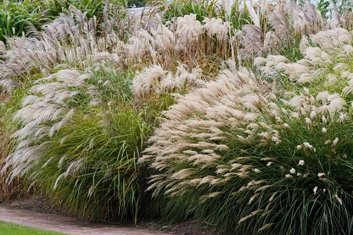 Le erbe ornamentali della stagione fredda tendono ad aver bisogno di una divisione più frequente rispetto