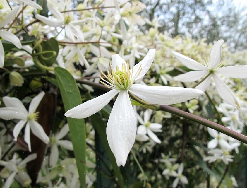Potare la clematide a fioritura primaverile ed estiva (gruppo 2)