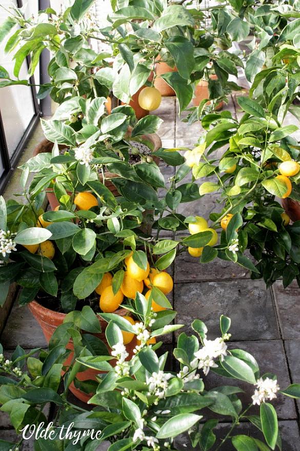 Gli alberi di limone Meyer prospereranno se fornisci le giuste condizioni