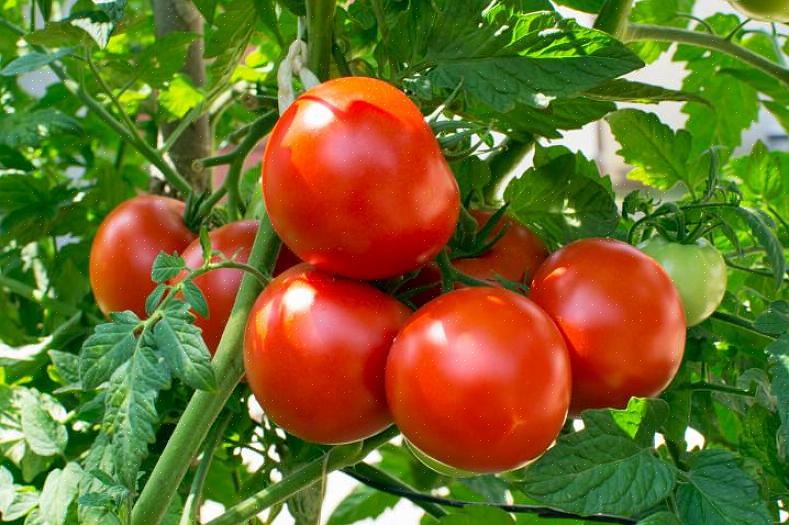 Non devi coltivare i tuoi pomodori per vivere al meglio il raccolto