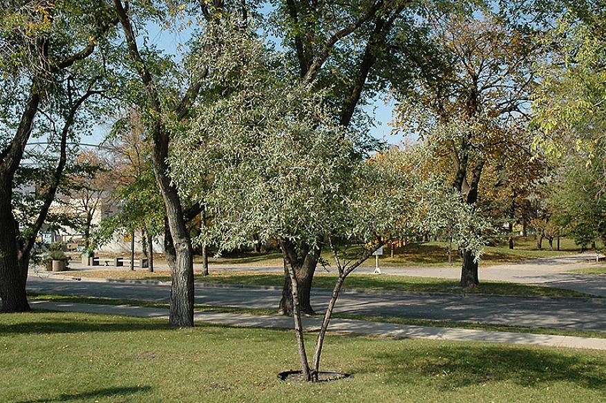 Il bufalo d'argento (Shepherdia argentea) è un arbusto robusto che può sopportare un'ampia varietà