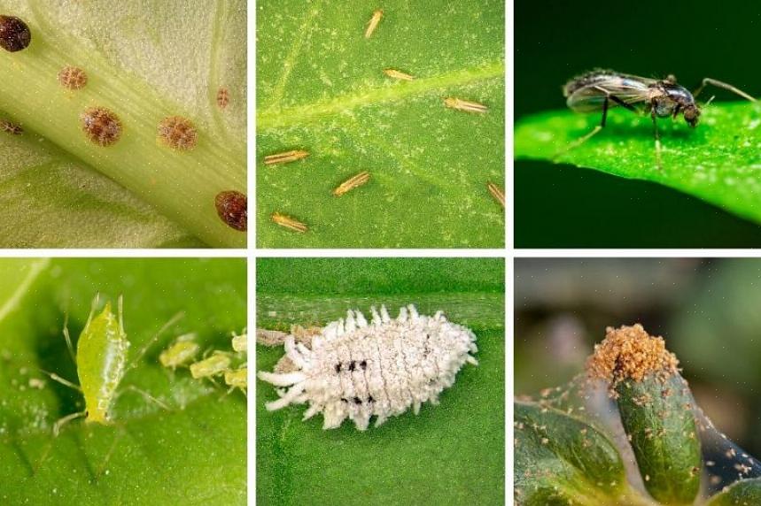Un sito all-inclusive con elenchi di schede informative sugli insetti
