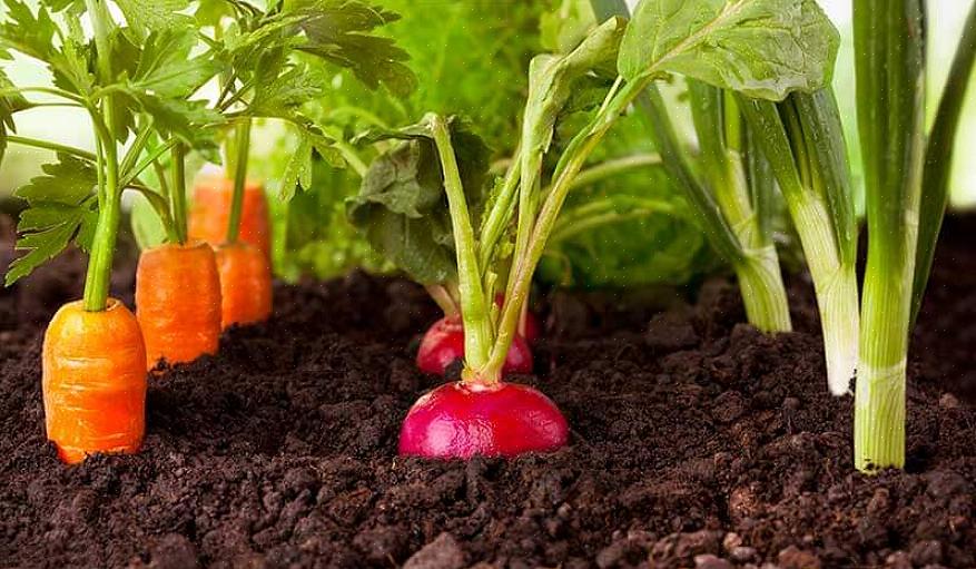 Pesa le seguenti considerazioni prima di fare la tua lista finale di cosa coltivare nel tuo orto