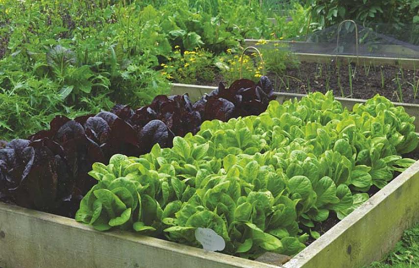 Raccomandazioni in crescita per le verdure più popolari da coltivare in un orto domestico