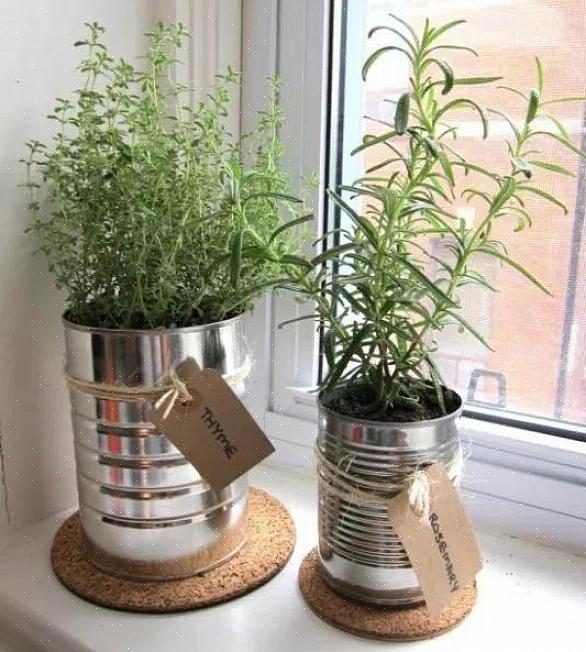 Cosa devi sapere per avviare un giardino in vaso Come coltivare piante negli appartamenti
