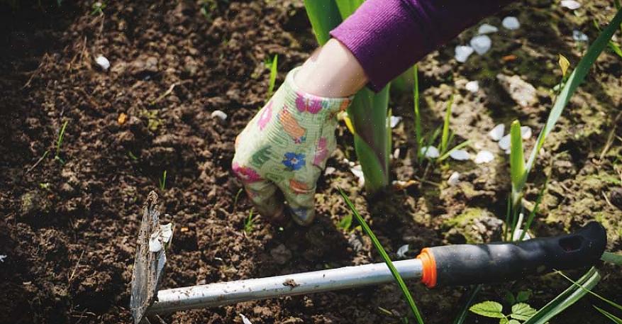 In costante crescita per tutta la stagione per un orto ad alto rendimento