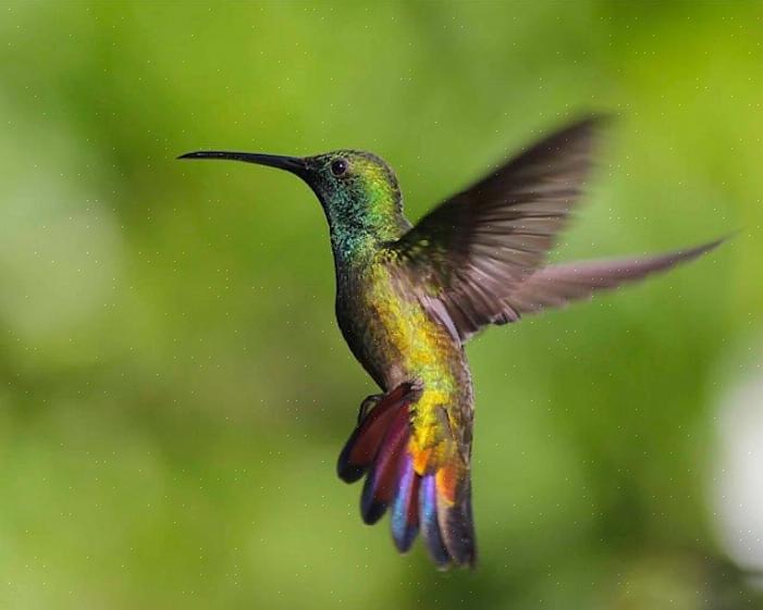 Ci sono molte qualità che rendono unici i colibrì