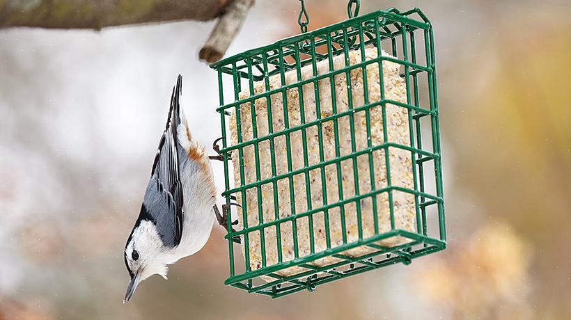 La sugna è un alimento popolare per molti uccelli da cortile ed è eccellente da offrire agli uccelli