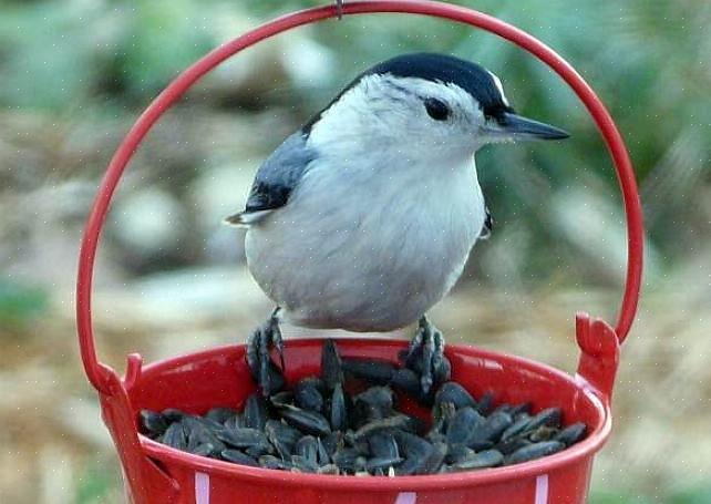Questo seme è la scelta migliore per iniziare l'alimentazione degli uccelli in una varietà di stili
