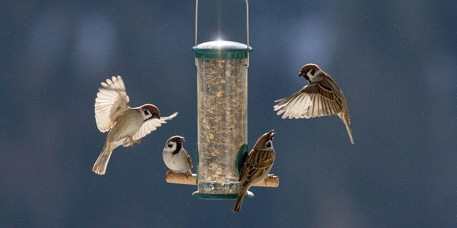 Per pulire le mangiatoie per uccelli sono adatte anche soluzioni detergenti per mangiatoie per uccelli