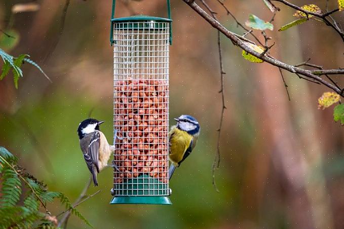 Attirare gli uccelli li incoraggia a trarre vantaggio da questa fonte di cibo naturale