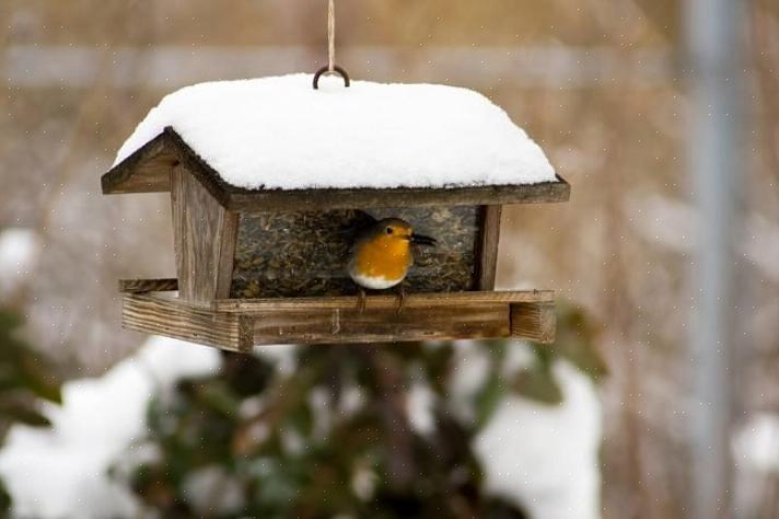 Gli alimentatori a piattaforma fly-through sono particolarmente buoni per l'alimentazione degli uccelli