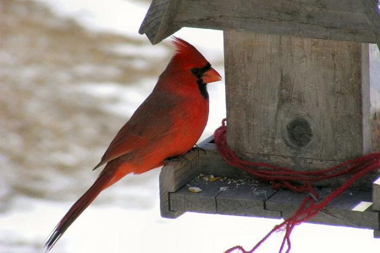 Fornire agli uccelli la sicurezza di tornare alle mangiatoie durante l'inverno