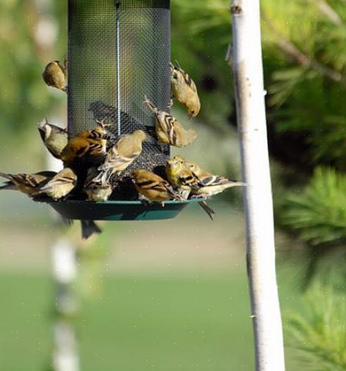 Offrire una varietà di cibi nutrienti è il modo migliore per attirare gli uccelli che si nutrono in ogni