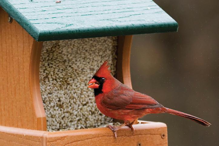 E questi suggerimenti per l'alimentazione degli uccelli estivi possono aiutarti ad attirare un vario stormo