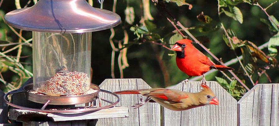 Gli appassionati di birdwatching da cortile possono ottenere molti vantaggi