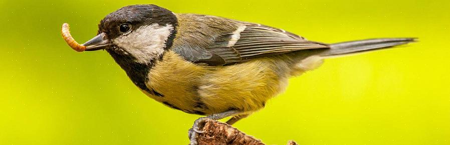 I diversi tipi di alimenti che gli uccelli mangiano naturalmente includono