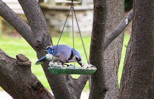 Il corretto posizionamento della mangiatoia per uccelli fa una differenza sorprendente per l'attrattiva