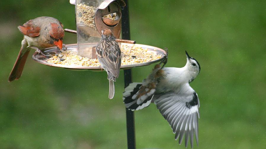 Capire perché le mangiatoie per uccelli non sono sempre desiderabili può aiutare i birdwatcher a pianificare