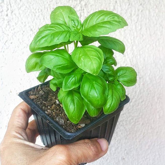 Le piante producono molte spighe fiorite in un arcobaleno di colori in un terreno fertile