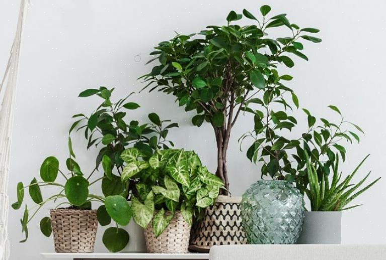Se hai acquistato una pianta d'appartamento coltivata in modo convenzionale