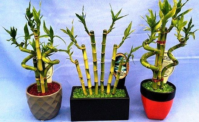 Le composizioni di bambù più fortunate presentano i gambi di bambù che crescono in una pentola d'acqua