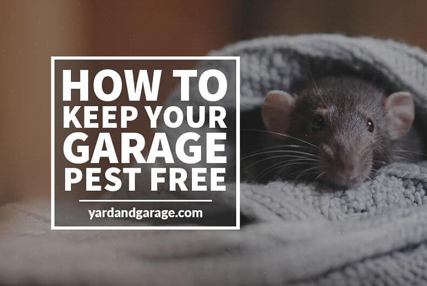 Quindi non prenderti a calci troppo forte se il tuo garage sviluppa un problema con gli scarafaggi
