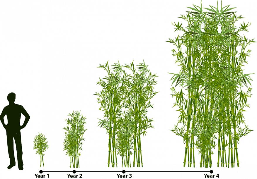 Le piante di bambù possono suscitare il tuo interesse anche se non hai intenzione di coltivare piante