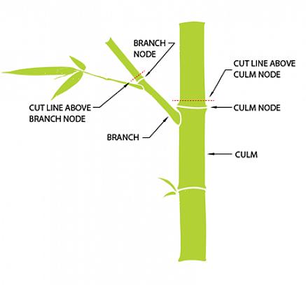 Le Fargesie sono tra le piante di bambù più resistenti al freddo