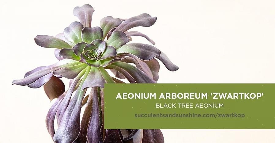 Alcune varietà di Aeonium sono a crescita bassa