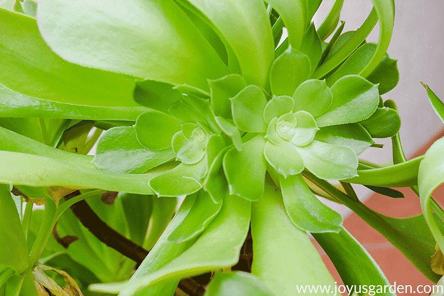 Le piante di Aeonium crescono meglio in pieno sole fino a mezz'ombra