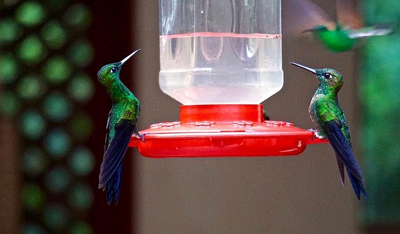 Anche se gli uccelli più grandi usurpano le mangiatoie per colibrì
