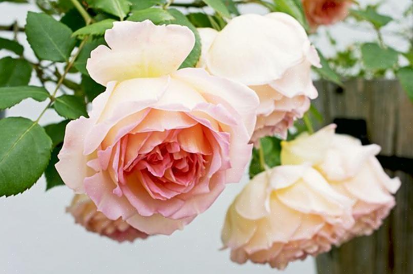 Le rose da giardino inglesi sono l'antidoto ai boccioli di rosa inodore