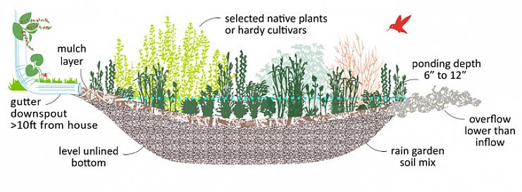 Un giardino della pioggia è una piantagione che installi in un punto basso nel tuo paesaggio