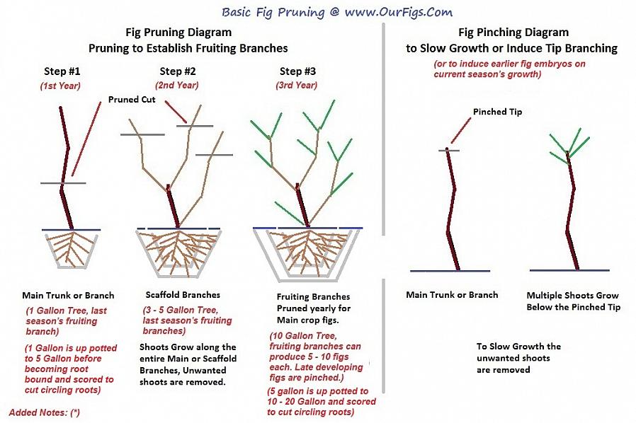 Ci sono istruzioni di potatura specifiche da seguire per coltivare alberi di fico durante i primi anni