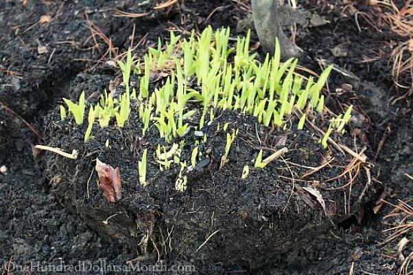 I daylilies hanno la caratteristica aggiuntiva di crescere ciuffi in continua espansione ogni anno