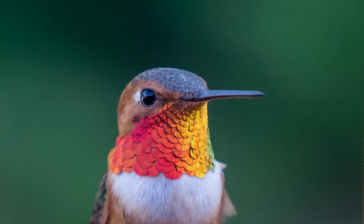 Quando i colibrì migrano