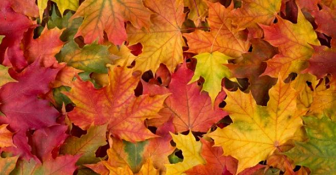 Preservare le foglie d'autunno con gel di silice